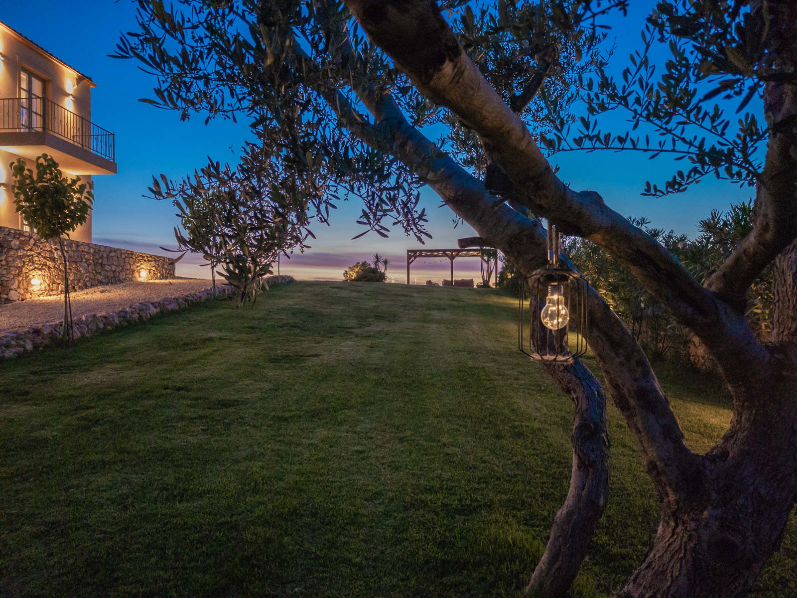 Twilight over the lawn, olive tree and pergola